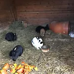Pony-ziegen-hasen-ranch Appartement