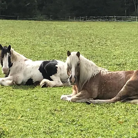 Pony-ziegen-hasen-ranch *