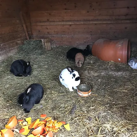 Pony-ziegen-hasen-ranch Apartment
