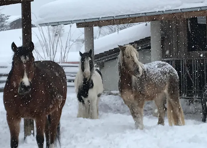 Pony-ziegen-hasen-ranch ביחלבאך