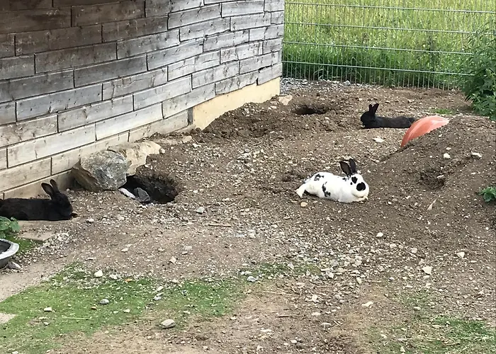 Pony-ziegen-hasen-ranch דירה *